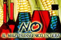No al maíz transgénico en Cuba